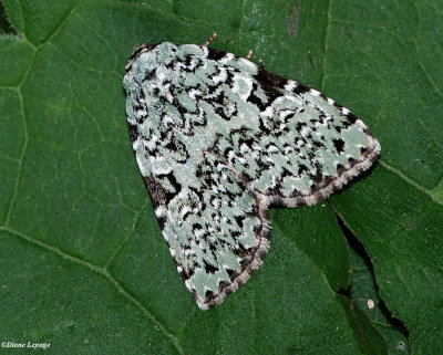 Green Leuconycta (Leuconycta diphteroides), #9065