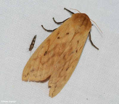 Isabella Tiger moth  (Pyrrharctia isabella), #8129