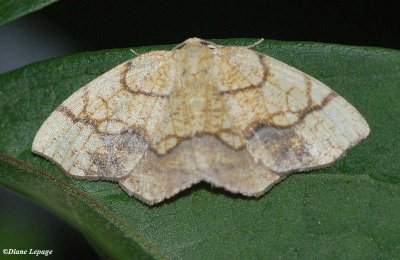 Horned spanworm (Nematocampa resistaria), #7010