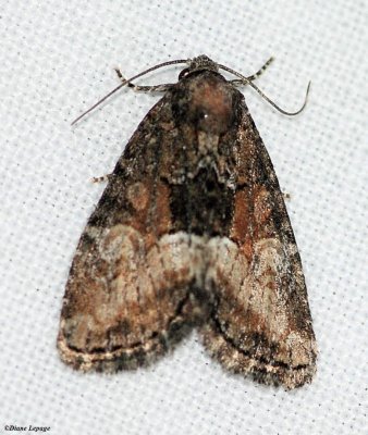 Cutworm moth (<em>Neoligia subjuncta</em>), #9412