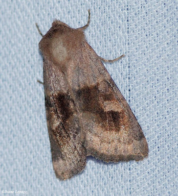 Bronzed cutworm moth  (Nephelodes minians), #10524