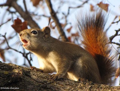 Red squirrel giving a scolding