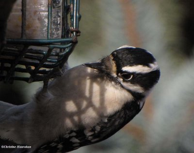 Downy woodpecker, female