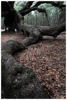 Angel Oak Park, South Carolina