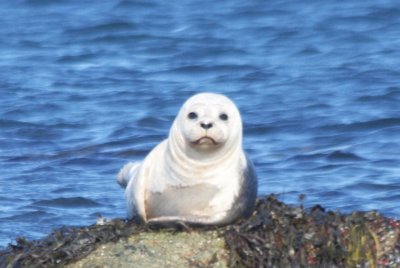 Young Habor Seal  - Duxbury Beach MA- Gurnet Pt.jpg