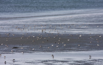 Crescent Beach Dunlin w Sanderlings DBCH.jpg