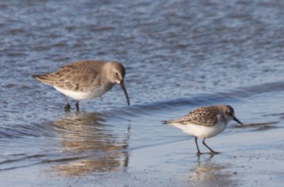 Late juv Semipalmated Sandpiper - Duxbury Beach, MA (1 of 4)