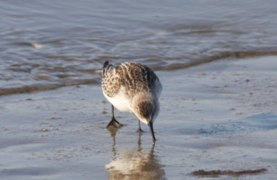 Late juvenile Semipalmated Sandpiper - Duxbury Beach, MA (4 of 4)