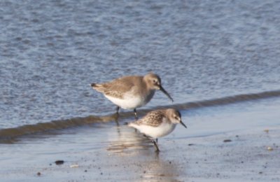 Late juv Semipalmated Sandpiper - Duxbury Beach, MA (2 of 4)