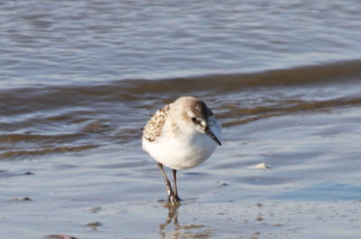 Late juvenile Semipalmated Sandpiper - Duxbury Beach, MA (3 of 4)