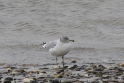 Ring-billed Gull  with hood - Duxbury Beach MA  11-11-2009