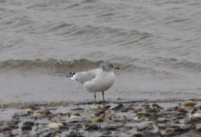 Ring-billed Gull  with hood - Duxbury Beach MA  11-11-2009
