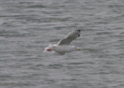 Shows underwing and very pink feet