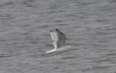 Shows both wingtips and molted secondaries