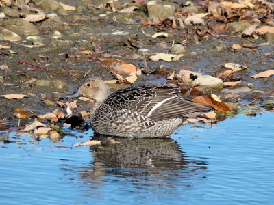 Northern Pintail