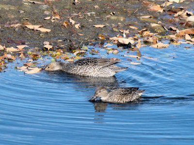 Northern Pintail and Green-winged Teal (females)