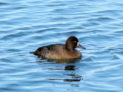 Lesser Scaup (female)