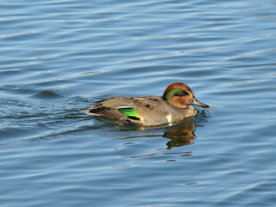 Green-winged Teal (male)