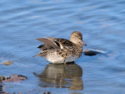 Green-winged Teal (female)