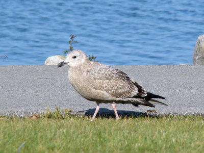 Herring Gull (juvenile)