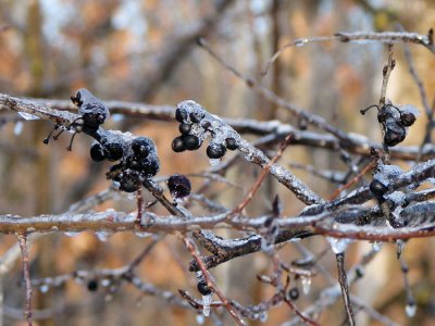 Frost-coated Berries