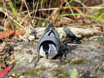 White-breasted Nuthatch