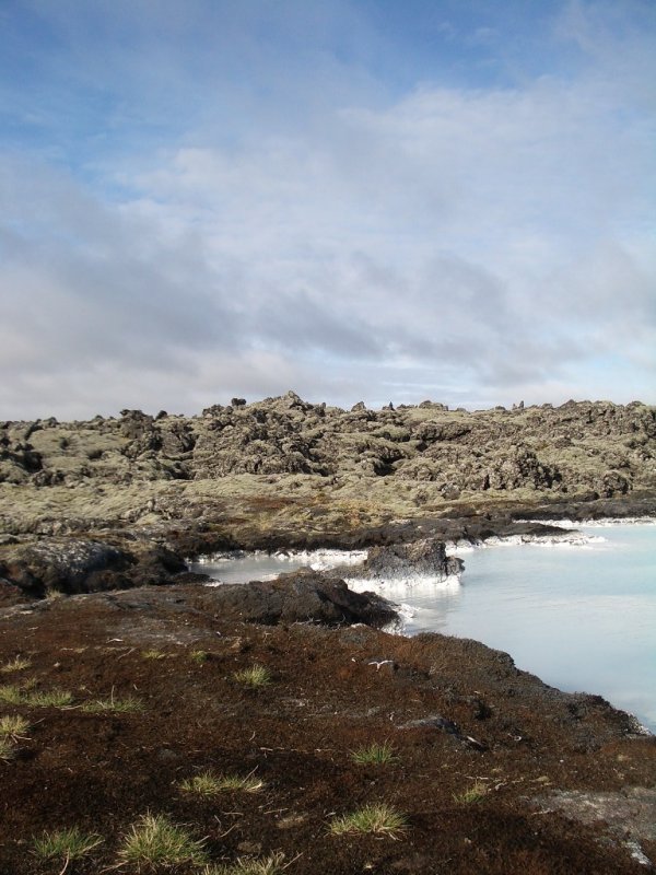Lichens and Moss at Blue Lagoon.jpg