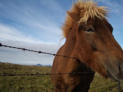 Pony at Gullfoss, Iceland