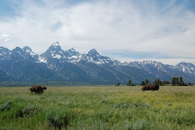 Bison and Grand Teton.jpg