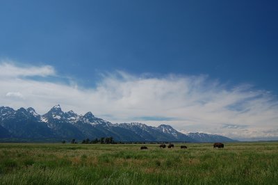 Bison from a Distance.jpg