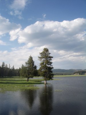 Late Afternoon in Yellowstone.jpg