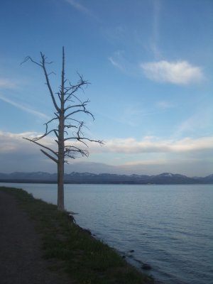 Lonely Tree in Afternoon.jpg