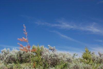 Weeds Outside Jackson Hole