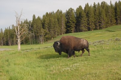 Buffalo outside Cabin.jpg