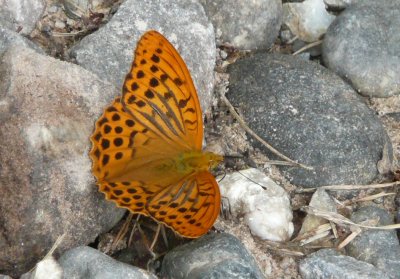 Silver-washed fritillary