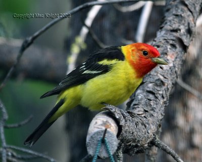 western tanager