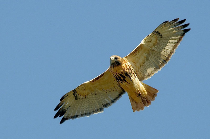 Red-tail DSC_7666-1.jpg