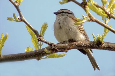 Chipping Sparrow 1