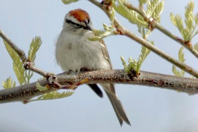 Chipping Sparrow 2