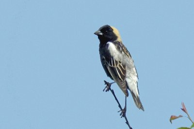 Bobolink 2