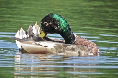 Mallard, Hennigar's