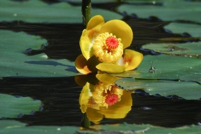 Water Lillies digiscoped, Hennigar's