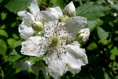 Blackberry flower, Hennigars