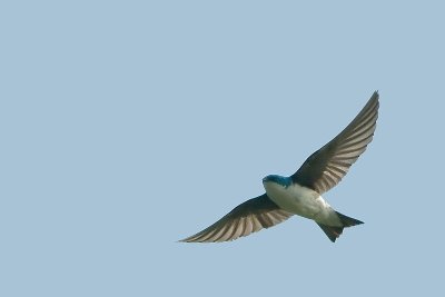 Tree Swallow flight