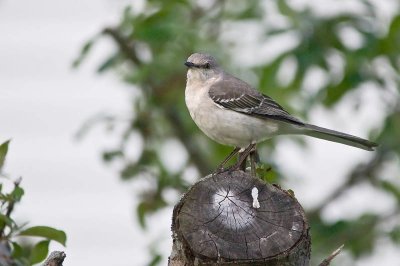 N.Mockingbird, Pt. Williams