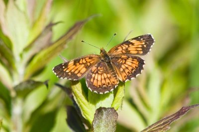 Fritillary
