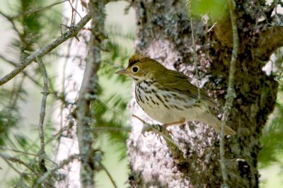 Ovenbird in atlas square