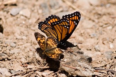 2 butterflies