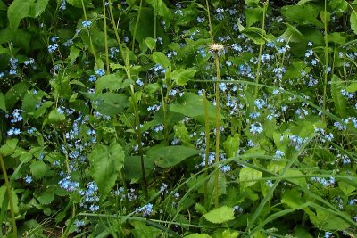 Bluebells, Kentville