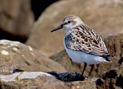 Semi. Sand. juv., Grand Pre